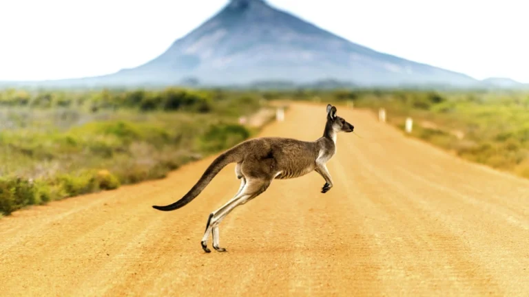 Why Australia’s Albanese won’t be the new face of climate change