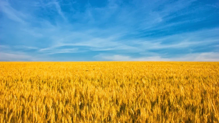 A food ‘apocalypse’ will make Russian energy crisis the least of our worries