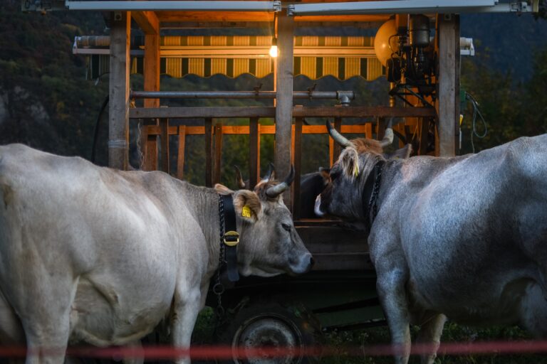 Why Americans Don’t Give Up Beef