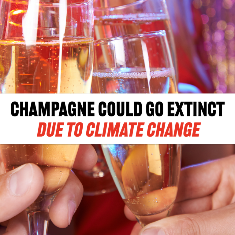 Champagne Could Go Extinct From Climate Change