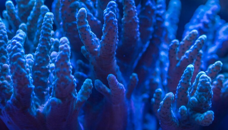 Coral Repair Cost Massive, If They Work