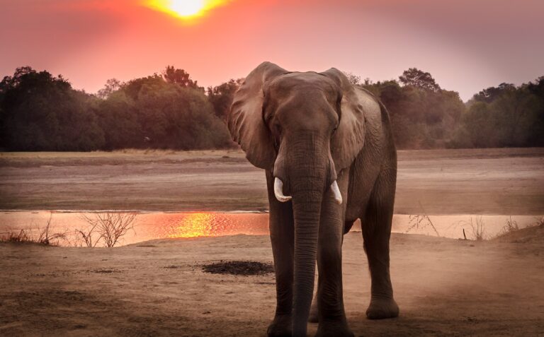 Climate Crisis AM Edition 02.01.24 A Threat To elephants
