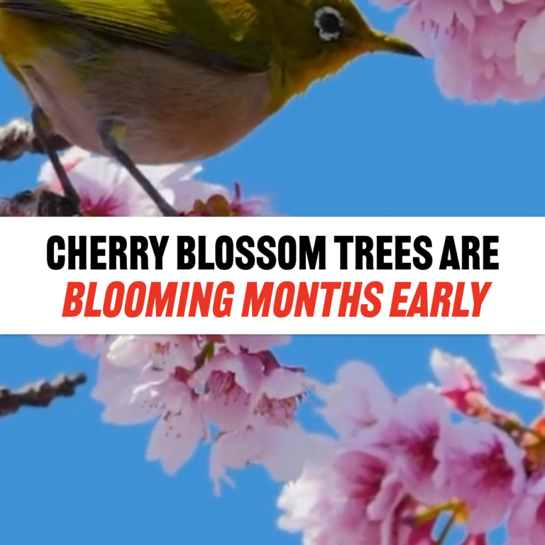 Cherry Blossom Trees Are Blooming Ahead Of Schedule