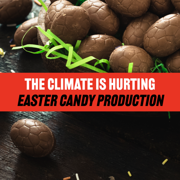 The Climate Is Hurting Easter Candy Production