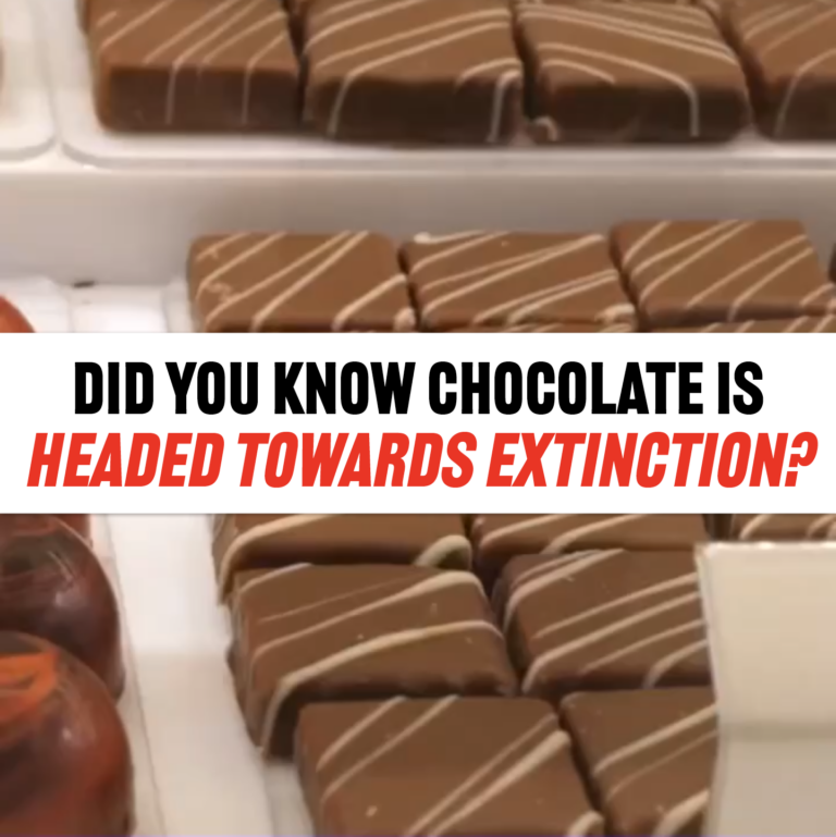 Chocolate Is Headed Towards Extinction