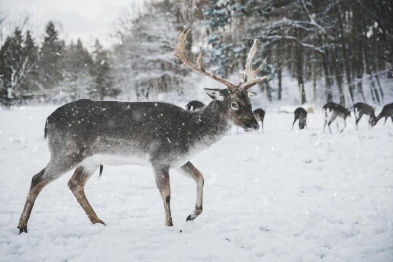 Why These reindeer herders are getting red-faced at plans for a green-power line