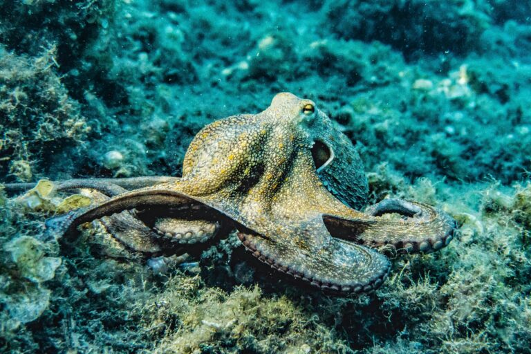 Are you climate-smart? Then keep the oceans cool — and save super-intelligent octopuses.