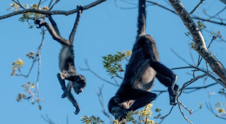 Tabasco tragedy: In this corner of Mexico, it’s so hot that rare Apes are falling dead from trees