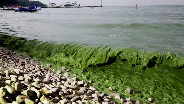 Lake Erie Suffers From Massive Algae Blooms: Climate Change and Fertilizer Runoff to Blame