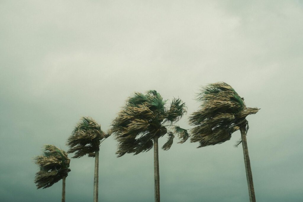 Palm Trees During a Hurricane