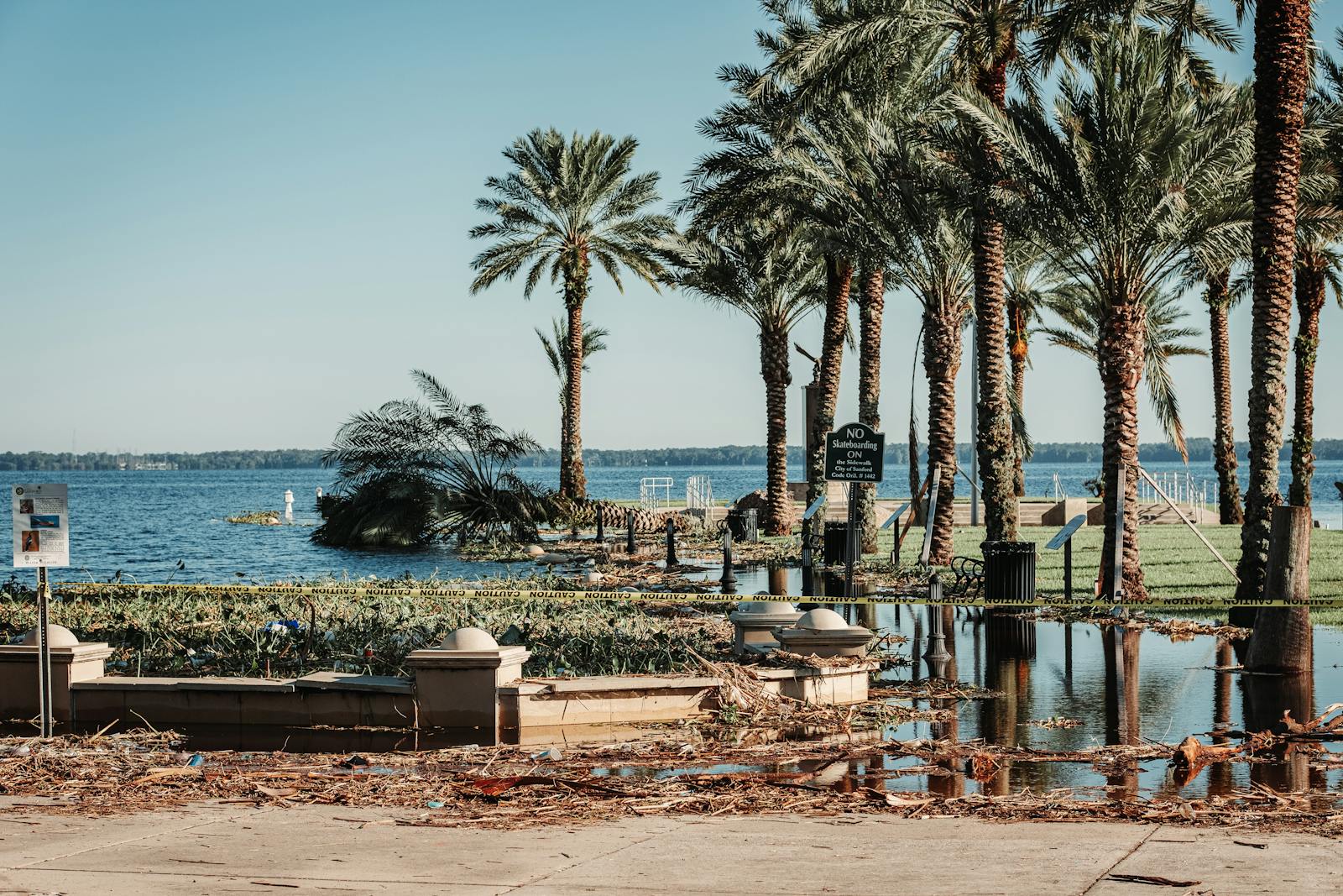 Palm Trees by the Sea in Sanford