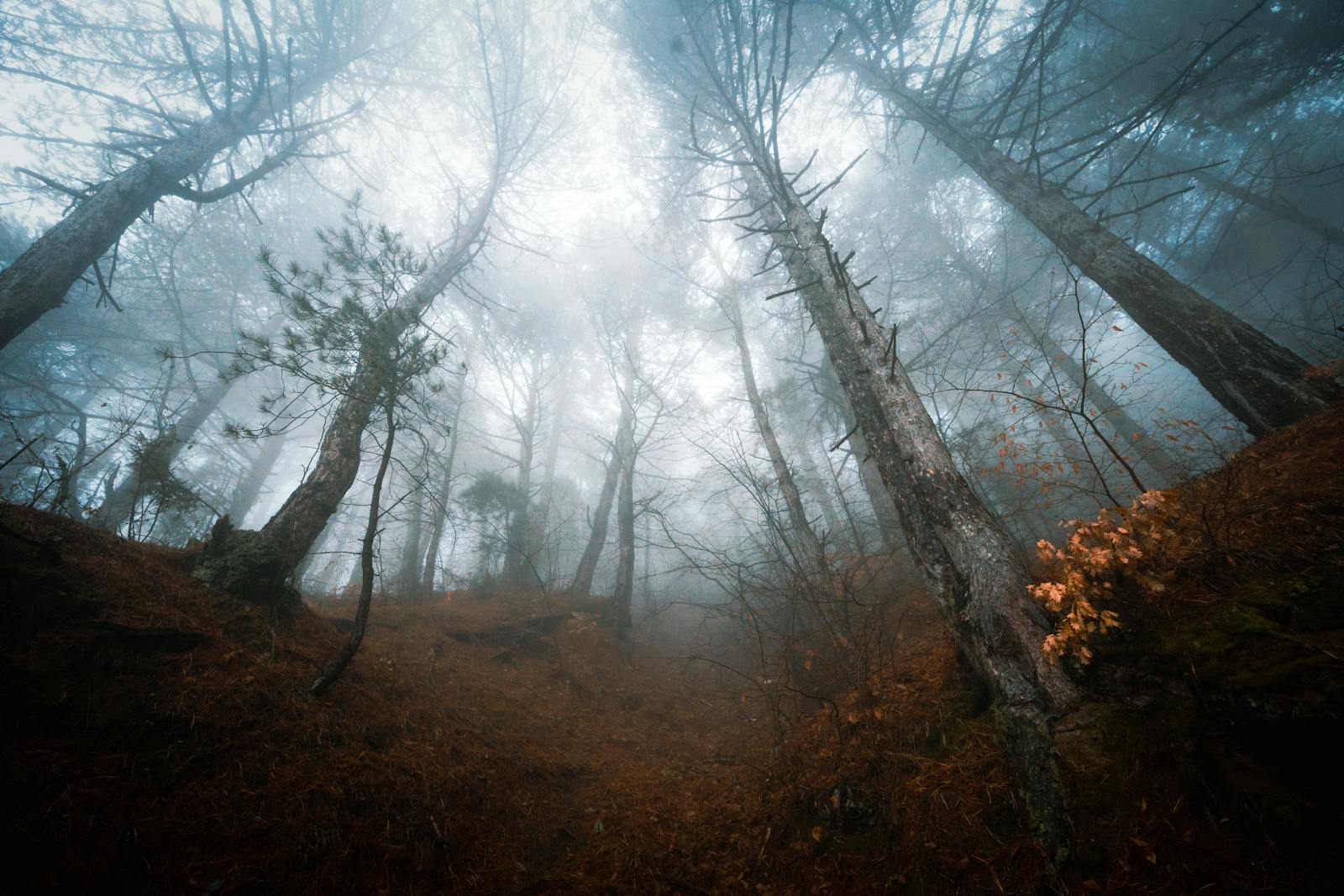 Fog over Trees in Deep Forest