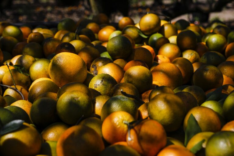 pounded to a pulp! Storms Flatten Florida Orange Crop, Sparking Huge Price Surge