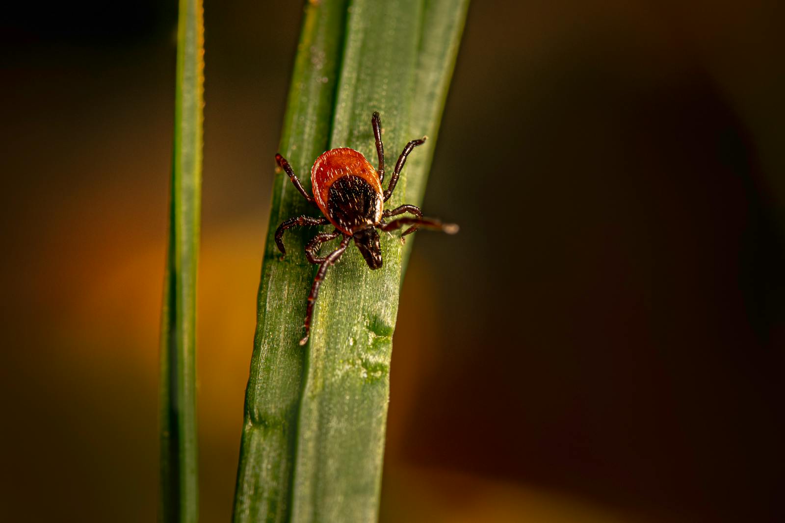 A tick is sitting on top of a blade of grass