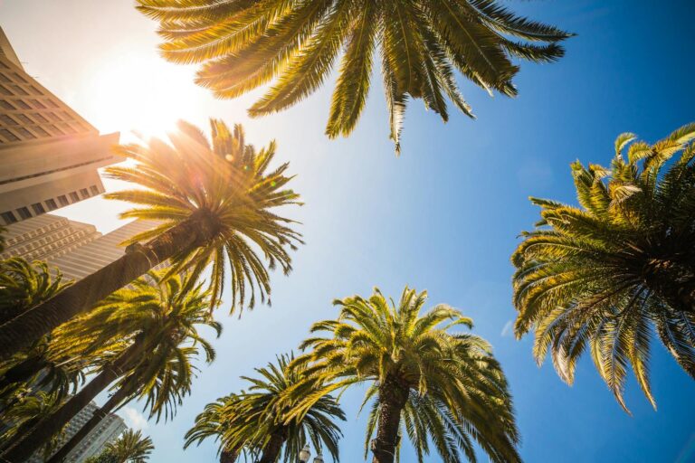 Vibrant palm trees against clear blue sky in San Francisco with sunlight shining through.