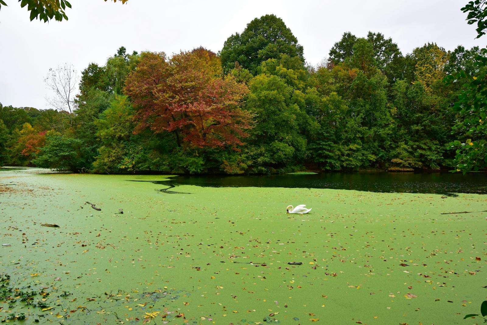 White Swan on Green Water