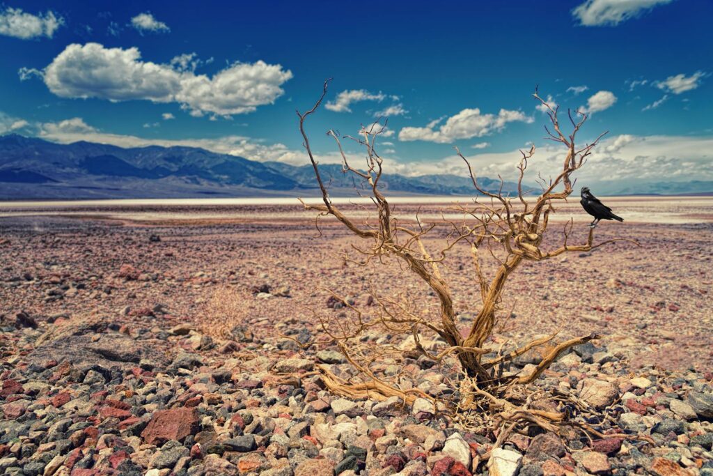 A single bird perched on a barren tree in an expansive desert landscape.