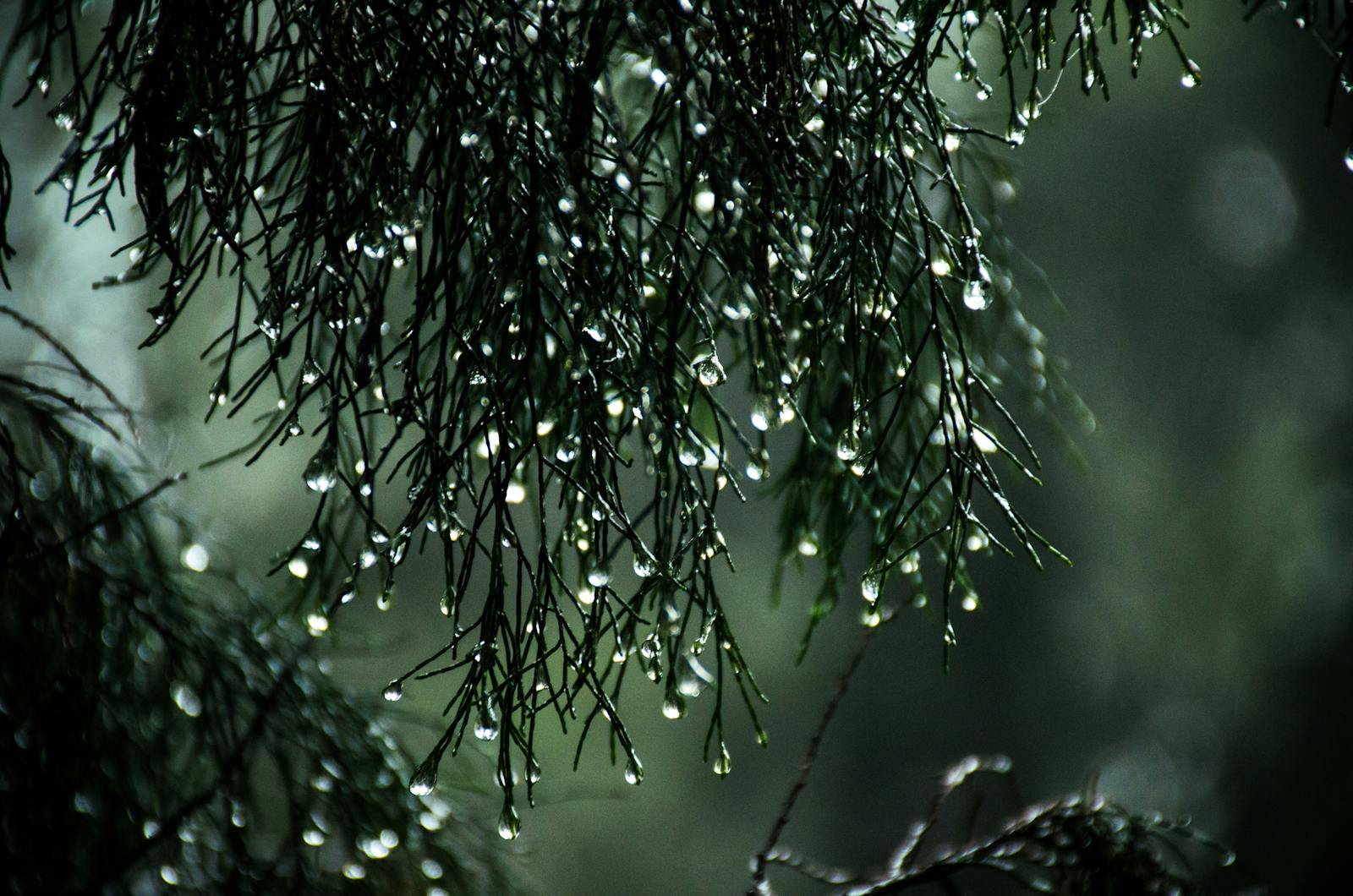 Close-up view of raindrops on pine needles creating a serene nature scene.