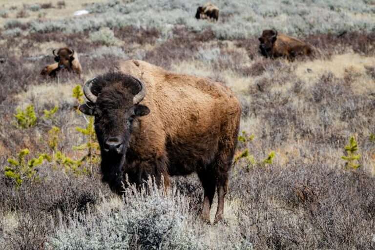 Wyoming Is America’s Air Pollution Center