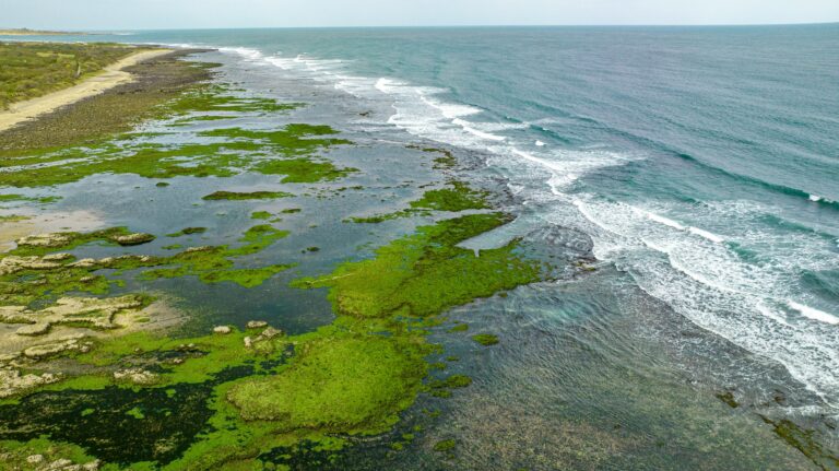 Florida Red Tide Kills Dolphins And Fish