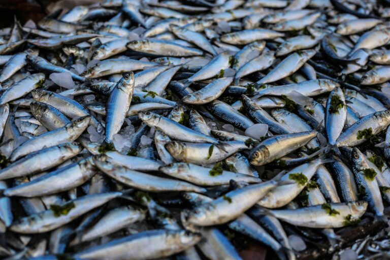 Microplastics Found In 99% Of Sampled Seafood