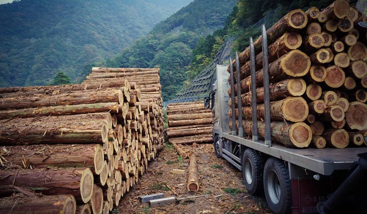 Forest Logging Policy Triggers Bitter Debate