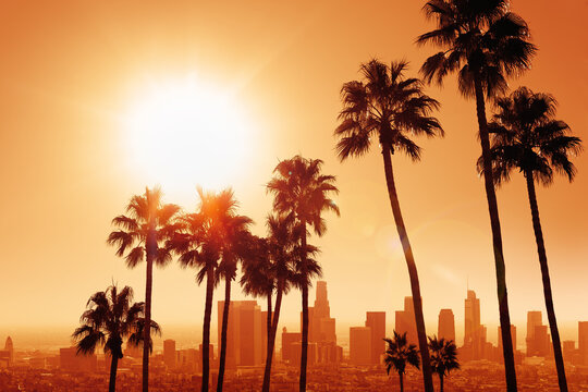 Los Angeles to Remove Iconic Palm Trees to Reduce Wildfire Risk