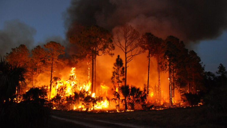 Florida Faces Rising Wildfire Threat as Drought Conditions Intensify