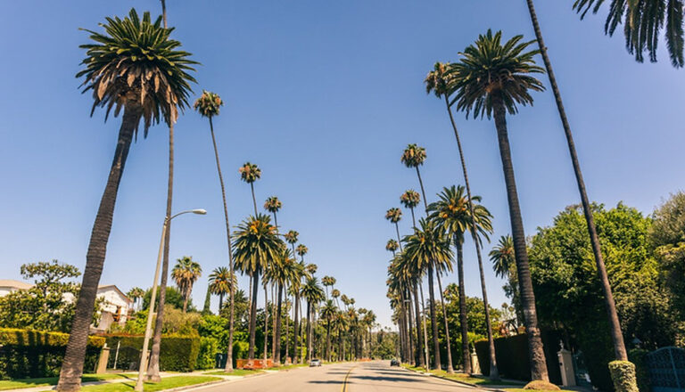 California May Remove Palm Trees to Prevent Wildfires