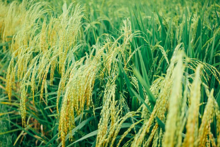 World’s Rich Supply Is Being Poisoned