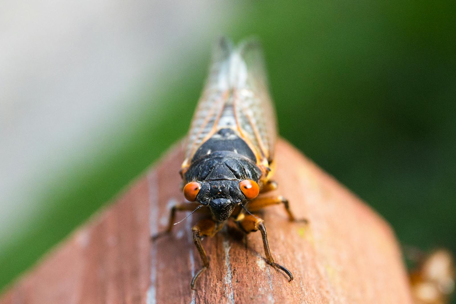Detailed macro shot of a vibrant cicada perched outdoors, showcasing its unique features up close.