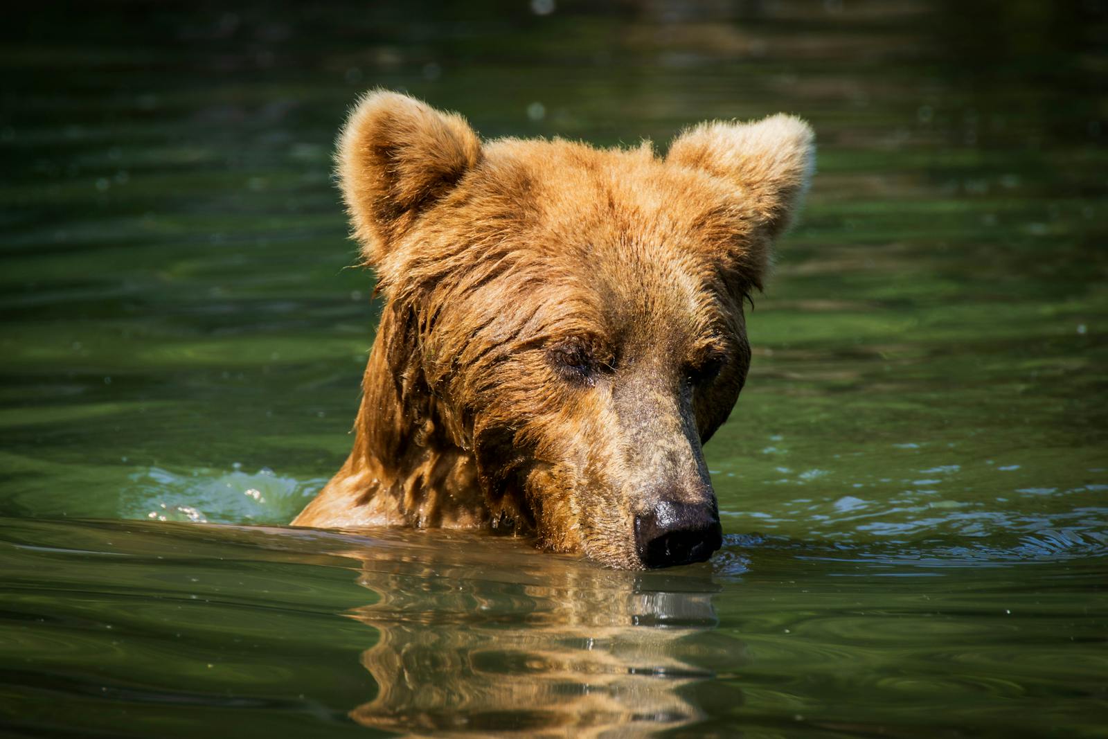 Close-up of a grizzly bear swimming, showcasing wildlife in Alaska's natural habitat.