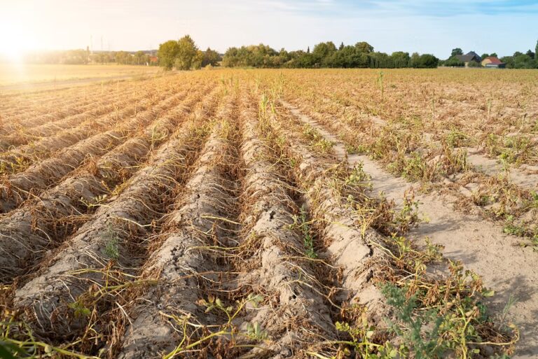 Genetically Modified Crops Offer Hope for Salinized Farmland in Climate-Affected Regions