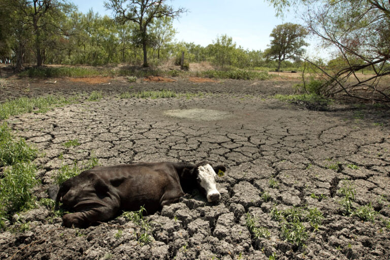 Historic Drought in Southwest Texas Threatens Agriculture and Cattle Farming