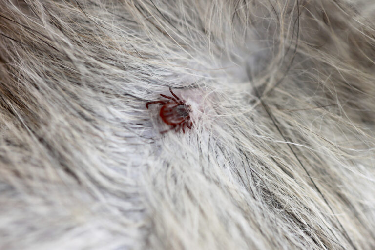 Climate Change Triggers Rapid Spread of Dangerour Deer Ticks