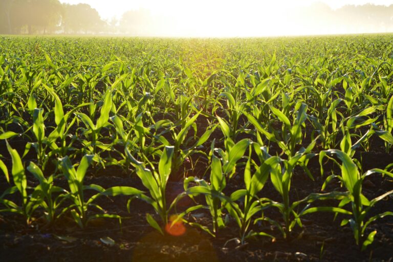 Soaring Heat Kills Crops As Scientists Look For Way Out
