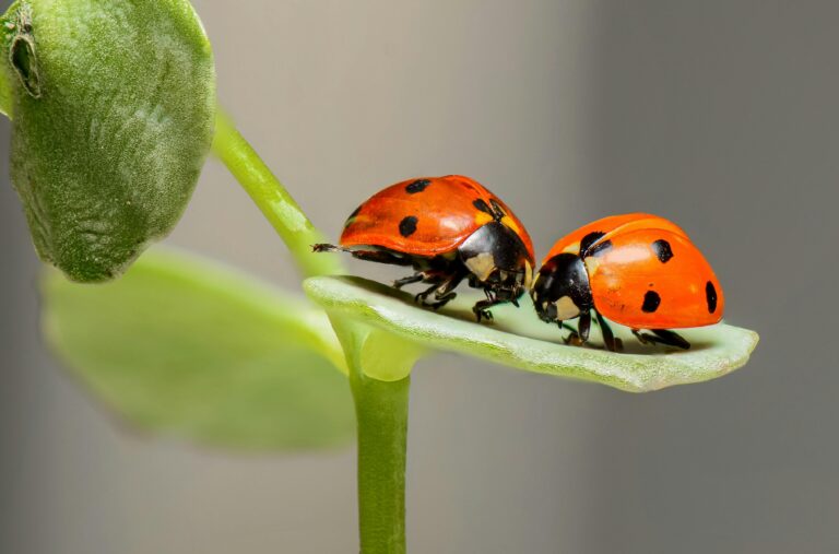 Eating Termites Will Help The Environment