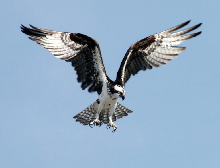 Bird Crashes Are Hurting Wind Energy