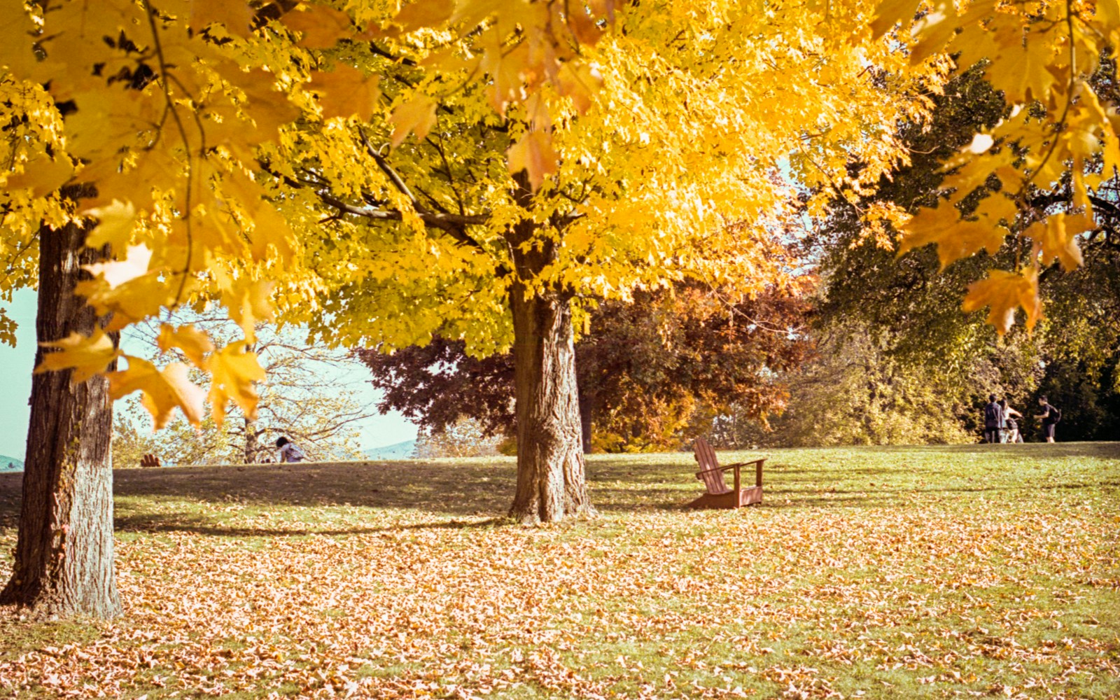 Yellow trees and fall leaves.